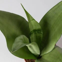 Bogenhanf 'Moonshine' In Übertopf Vibes Gelb, Topf-Ø 12 Cm, Höhe Ca. 45 Cm 10 Bogenhanf 'Moonshine' In Übertopf Vibes Gelb, Topf-Ø 12 Cm, Höhe Ca. 45 Cm -Gartenbedarf Geschäft 0250200807 0250200808 0250200809 sansevieria moonshine T12 1 2 123611