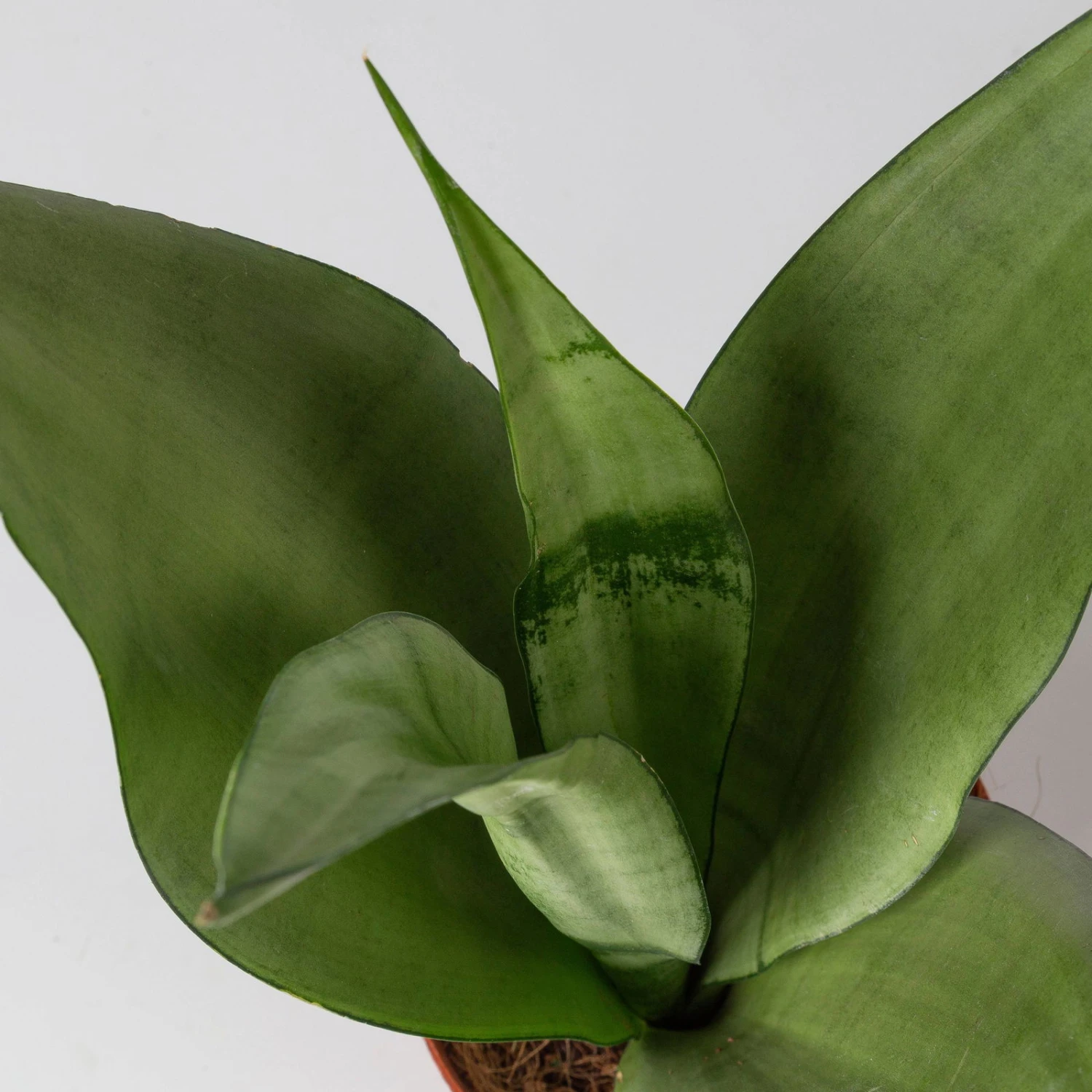 Bogenhanf 'Moonshine' In Übertopf Vibes Gelb, Topf-Ø 12 Cm, Höhe Ca. 45 Cm 5 Bogenhanf 'Moonshine' In Übertopf Vibes Gelb, Topf-Ø 12 Cm, Höhe Ca. 45 Cm – Bild 3