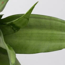 Bogenhanf 'Moonshine' In Übertopf Vibes Gelb, Topf-Ø 12 Cm, Höhe Ca. 45 Cm 11 Bogenhanf 'Moonshine' In Übertopf Vibes Gelb, Topf-Ø 12 Cm, Höhe Ca. 45 Cm -Gartenbedarf Geschäft 0250200807 0250200808 0250200809 sansevieria moonshine T12 1 3 123610