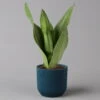 Bogenhanf 'Moonshine' In Übertopf Vibes Blau, Topf-Ø 12 Cm, Höhe Ca. 45 Cm -Gartenbedarf Geschäft 0250200808 Sansevieria Moonshine mit uebertopf blau Elho Vibes 1 123606