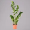 Glücksfeder, Topf-Ø 17 Cm, Höhe Ca. 55-75 Cm -Gartenbedarf Geschäft 0250300040 Zamioculcas 17 cm T H 50 cm1 117754