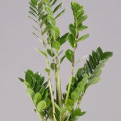 Glücksfeder, Topf-Ø 17 Cm, Höhe Ca. 55-75 Cm -Gartenbedarf Geschäft 0250300040 Zamioculcas 17 cm T H 50 cm3 117756