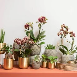 Phalaenopsis, Gesprenkelte Sorten, 3 Rispen, Topf-Ø 9 Cm, Höhe Ca. 30 Cm -Gartenbedarf Geschäft 0290100047