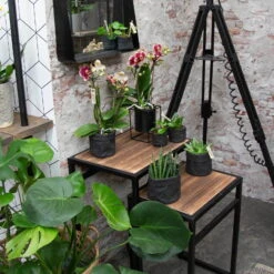 Phalaenopsis, Gesprenkelte Sorten, 3 Rispen, Topf-Ø 9 Cm, Höhe Ca. 30 Cm -Gartenbedarf Geschäft 0290100047 Phalaenopsis 3R gesprenkelt 9 cm T H 30 cm