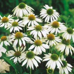 Sonnenhut 'Alba' Weiß, Topf-Ø 11 Cm, 3er-Set -Gartenbedarf Geschäft 0310103861 Echinacea purp Alba Koelles Beste 9 11er Topf 4897