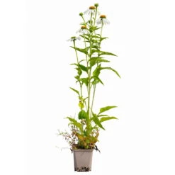 Sonnenhut 'Alba' Weiß, Topf-Ø 11 Cm, 3er-Set -Gartenbedarf Geschäft 0319100307 Echinacea purpurea Alba 3er Set 16 113964