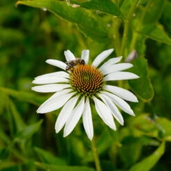 Sonnenhut 'Alba' Weiß, Topf-Ø 11 Cm, 3er-Set -Gartenbedarf Geschäft 0319100307 Echinacea purpurea Alba 3er Set 21 113908