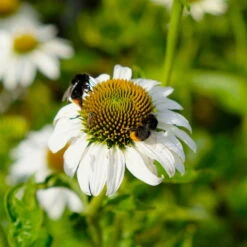 Sonnenhut 'Alba' Weiß, Topf-Ø 11 Cm, 3er-Set -Gartenbedarf Geschäft 0319100307 Echinacea purpurea Alba 3er Set 8 113909