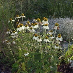 Sonnenhut 'Alba' Weiß, Topf-Ø 11 Cm, 3er-Set -Gartenbedarf Geschäft 0319100307 Echinacea purpurea Alba 84699