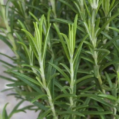 Rosmarin, Ballen-Ø Ca. 7 Cm, 2x 6er-Tray=12 Pflanzen -Gartenbedarf Geschäft 0319200055 Rosmarinus officinalis Koelle 6er Pack WS 2 103375 1