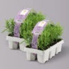 Rosmarin, Ballen-Ø Ca. 7 Cm, 2x 6er-Tray=12 Pflanzen 2 Rosmarin, Ballen-Ø Ca. 7 Cm, 2x 6er-Tray=12 Pflanzen -Gartenbedarf Geschäft 0319200153 Rosmarinus officinalis 6er Tray 2x6er Tray 121865