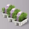 Rosmarin, Ballen-Ø Ca. 7 Cm, 3x 6er-Tray=18 Pflanzen -Gartenbedarf Geschäft 0319200154 Rosmarinus officinalis 6er Tray 3x6er Tray 121897