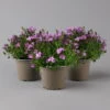 Glockenblume 'Ambella® Pink' Rosa, Topf-Ø 15 Cm, 3er-Set 1 Glockenblume 'Ambella® Pink' Rosa, Topf-Ø 15 Cm, 3er-Set -Gartenbedarf Geschäft 0319200163 campanula ambella pink 2 124072