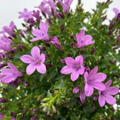 Glockenblume 'Ambella® Pink' Rosa, Topf-Ø 15 Cm, 3er-Set -Gartenbedarf Geschäft 0319200163 campanula ambella pink 10 123849