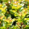 Ilex Meserveae 'Little Rascal'®, 20er-Set, Höhe 12-15 Cm, Topf 1,5 L -Gartenbedarf Geschäft 0410450634 Ilex mes Little Rascal 20er Set 1 83937