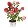 Rispenhortensie 'Fire Light'®, Rot, 3er-Set, Höhe 40-60 Cm, Topf 5 Liter -Gartenbedarf Geschäft 0415300402 Hydrangea pan Fire Light 3er Set Proven Winners 107687
