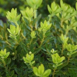 Rhododendron 'Bloombux'® Pink, 6er-Set, Höhe 20-25 Cm, Topf 2 Liter -Gartenbedarf Geschäft 0420500424 Bloombux Pink 6er Set 2 98926