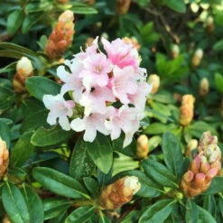 Rhododendron 'Bloombux'® Pink, 6er-Set, Höhe 20-25 Cm, Topf 2 Liter -Gartenbedarf Geschäft 0420500424 Bloombux Pink 6er Set 5 98924