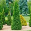 Smaragd-Lebensbaum, Thuja Occ. 'Smaragd', 5er-Set, Höhe 40-60 Cm, Topf 5 Liter -Gartenbedarf Geschäft 0430380004 Thuja occ Smaragd 125 150 Co 10 15 18 25 lt 1 60533