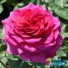 Duftende Edelrose 'Laudatio'®, Purpur Bis Pinkviolett, Topf 6 Liter -Gartenbedarf Geschäft 0460100694 Laudatio All in One Premium Edelrose Co 6l mLogo All in one 51170