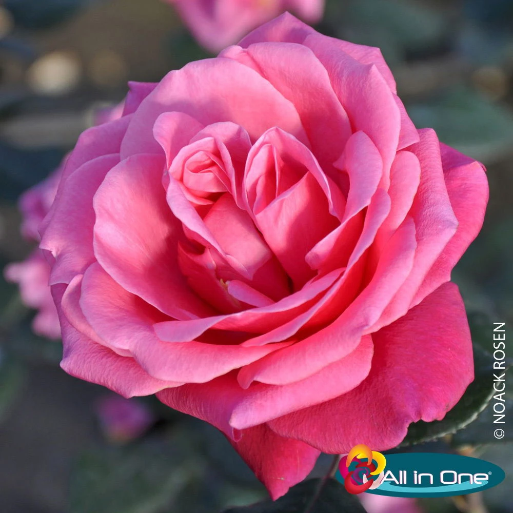 Stammrose 'Charisma'®, Edelrose, Stammhöhe 60cm Im 7,5 Lt. Topf