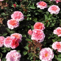 Stammrose 'Käthchen Von Heilbronn'®, Edelrose, Stammhöhe 60cm Im 7,5 Liter Topf -Gartenbedarf Geschäft 0460100700 KB Kaethchen von Heilbronn Edelrose Co 6lt2 65418