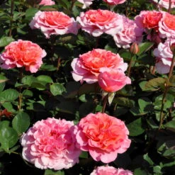 Stammrose 'Käthchen Von Heilbronn'®, Edelrose, Stammhöhe 60cm Im 7,5 Liter Topf -Gartenbedarf Geschäft 0460100700 KB Kaethchen von Heilbronn Edelrose Co 6lt3 65419