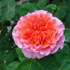 Stammrose 'Käthchen Von Heilbronn'®, Edelrose, Stammhöhe 60cm Im 7,5 Liter Topf -Gartenbedarf Geschäft 0460100700 KB Kaethchen von Heilbronn Edelrose Co 6lt4 65420