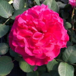 Stammrose 'Kölle's Rosensymphonie'®, Edelrose, Stammhöhe 60 Cm Im 7,5 Liter Topf -Gartenbedarf Geschäft 0460100701 KB Koelles Rosensymphonie Edelrose Cont 6l 02 51150