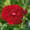 Edelrose 'Marlene®', Rot, Topf 6 Liter -Gartenbedarf Geschäft 0460100759 Marlene Premium Edelrose Co6lt 1 118839