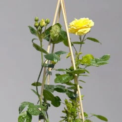 Duftende Beetrose 'Yellow Meilove®', Hellgelb, Topf 6 Liter -Gartenbedarf Geschäft 0460200845 beetrose yellow meilove premium 1 124087