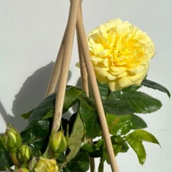 Duftende Beetrose 'Yellow Meilove®', Hellgelb, Topf 6 Liter -Gartenbedarf Geschäft 0460200845 beetrose yellow meilove premium 4 123891