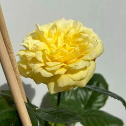 Duftende Beetrose 'Yellow Meilove®', Hellgelb, Topf 6 Liter -Gartenbedarf Geschäft 0460200845 beetrose yellow meilove premium 5 123892