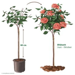 Stammrose 'Käthchen Von Heilbronn'®, Edelrose, Stammhöhe 60cm Im 7,5 Liter Topf -Gartenbedarf Geschäft 046080 Rosenstamm apricot rosa 122132