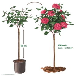 Stammrose 'Charisma'®, Edelrose, Stammhöhe 60cm Im 7,5 Lt. Topf -Gartenbedarf Geschäft 046080 Rosenstamm pink 122127 1