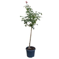 Stammrose 'Käthchen Von Heilbronn'®, Edelrose, Stammhöhe 60cm Im 7,5 Liter Topf -Gartenbedarf Geschäft 0460800720 Rose Halbstamm Kaetchen von Heilbronn 2 115579