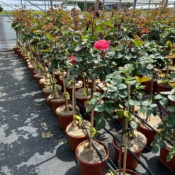 Stammrose 'Käthchen Von Heilbronn'®, Edelrose, Stammhöhe 60cm Im 7,5 Liter Topf -Gartenbedarf Geschäft 0460800720 kaethchen von Heilbronn Halbstamm orange rosa 126520