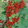 Rotfruchtige Johannisbeere 'Jonkheer Van Tets', 10er-Set, Topf 2 Liter -Gartenbedarf Geschäft 0480850426 Johannisbeeren Jonk v Tets Weisse Vers 69327
