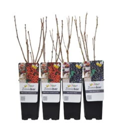 Johannisbeeren 'Rot/Schwarz', 4er-Set, Topf Je 2 Liter 11 Johannisbeeren 'Rot/Schwarz', 4er-Set, Topf Je 2 Liter -Gartenbedarf Geschäft 0480850430 Johannisbeeren Set ROTSCHWARZ 4er Set Co 2 lt WEB 3 89593