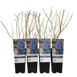 Heidelbeeren 'Darrow', 4er-Set, Höhe Ca. 35 Cm, Topf 2 Liter -Gartenbedarf Geschäft 0480890247 Heidelbeeren Darrow 4er Set Co 2 lt WEB 3 89600