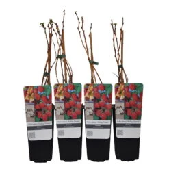 Sommerhimbeere 'Malling Promise', 4er-Set, Topf Je 2 Liter -Gartenbedarf Geschäft 0480900183 Sommerhimbeere Malling Promise 4er Set fruehe Sorte1 89607