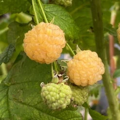Gelbe Zwerghimbeere Lowberry® 'Goodasgold' , 5 L Topf -Gartenbedarf Geschäft 0480900237 Goodasgold Zwerghimbeere 1 105183