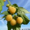 Gelbe Zwerghimbeere Lowberry® 'Goodasgold' , 5 L Topf -Gartenbedarf Geschäft 0480900237 Goodasgold Zwerghimbeere 2 105182