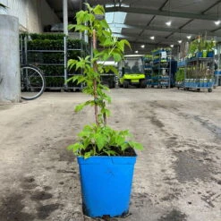 Gelbe Zwerghimbeere Lowberry® 'Goodasgold' , 5 L Topf -Gartenbedarf Geschäft 0480900237 zwerghimbeere goodasgold 1 124052