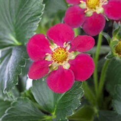 Erdbeere 'Fragoo® Toscana', Frühreif & öftertragend, Ampeltopf-Ø 27 Cm 9 Erdbeere 'Fragoo® Toscana', Frühreif & öftertragend, Ampeltopf-Ø 27 Cm -Gartenbedarf Geschäft 0480910279 Toscana Erdbeerampel 27er Topf 2 111241