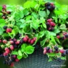 Stachellose Zwerg-Brombeere 'Coolaris® Patio Black', Topf 5 Liter -Gartenbedarf Geschäft 0480920086 Haenge Brombeere Black Cascade mCopyright 48940