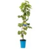 Tafeltraube 'Philipp®' -Gartenbedarf Geschäft 0480930164 Koelles Beste Tafeltraube Phillip blau dattelfoermig RGB 3 7139