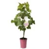 Tafeltraube 'Katharina®' -Gartenbedarf Geschäft 0480930188 Koelles Beste Tafeltraube Katharina rosa RGB 4 7141