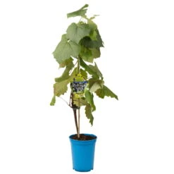 Tafeltraube 'New York Muscat®' -Gartenbedarf Geschäft 0480930257 Koelles Beste Tafeltraube New York Muskat kernlos blau RGB 2 7145