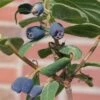 Sibirische Blaubeere, Lonicera Kamtschatika 'Blue Velvet'®, Blüte Weiß, Früchte Dunkelblau, Topf 5 L 1 Sibirische Blaubeere, Lonicera Kamtschatika 'Blue Velvet'®, Blüte Weiß, Früchte Dunkelblau, Topf 5 L -Gartenbedarf Geschäft 0480950353 Lonicera kamtschatika Blue Velvet sib Blaubeere 75421